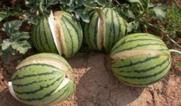 麦地网红吃瓜是真的吗,真相揭秘还是网络炒作？