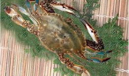 会飞的螃蟹爆料视频,揭秘神秘生物空中舞动之谜