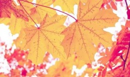 秋需在线观看,沉浸秋日美景，尽享视觉盛宴