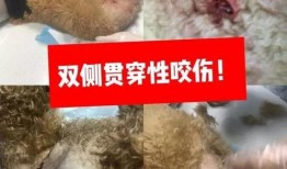 全国大狗爆料视频,揭秘背后惊人真相