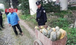 永年网红吃瓜事件视频,揭秘网络舆论背后的真相