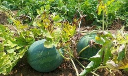 麦地网红吃瓜是真的吗,真相揭秘还是网络炒作？