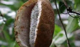 吃八月瓜的贵州网红,八月瓜的独特魅力