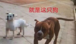 全国大狗爆料视频,揭秘背后惊人真相