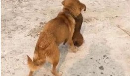 全国大狗爆料视频,揭秘背后惊人真相