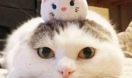 娱乐吃瓜酱猫糊糊,揭秘“酱猫糊糊”背后的故事