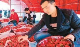 想吃草莓的男孩爆料视频,揭秘男孩爆料的甜蜜瞬间