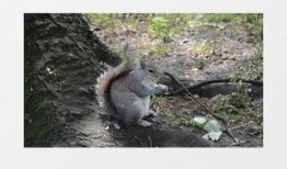 松鼠每日爆料视频大全集,揭秘视频大全集精彩瞬间