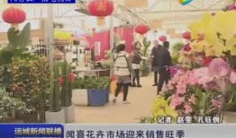 花鸟市场爆料案例视频,视频揭露惊人内幕，揭秘市场乱象
