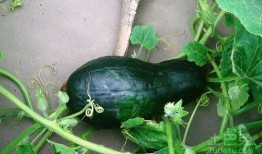 网红吃瓜赵露丝图片大全,图片大全揭秘娱乐圈幕后故事