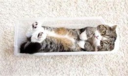 猫咪冠军爆料视频播放,爆笑视频背后的精彩瞬间