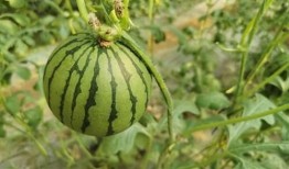 麦地网红吃瓜是真的吗,真相揭秘还是网络炒作？