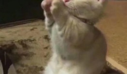 网红不雅事件吃瓜视频,揭秘网络暴力的阴影面