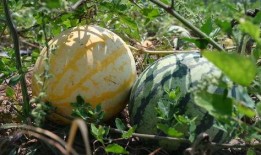 免费的瓜去哪吃,揭秘各大瓜分胜地