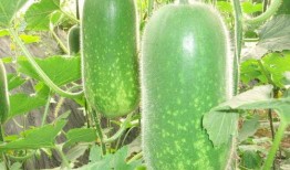 免费吃瓜最新网站大全