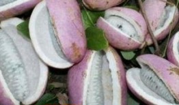 吃八月瓜的贵州网红,八月瓜的独特魅力