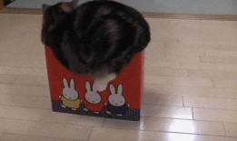 猫咪冠军爆料视频播放,爆笑视频背后的精彩瞬间