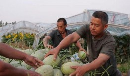 免费的瓜去哪吃,揭秘各大瓜分胜地