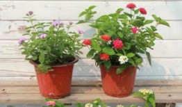 开平八卦爆料事件视频最新,揭秘背后惊人真相