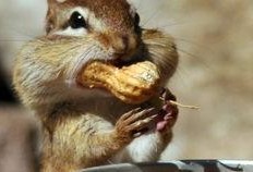 松鼠每日爆料视频大全集,揭秘视频大全集精彩瞬间