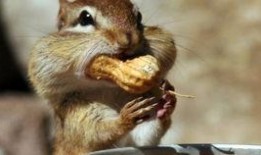 松鼠每日爆料视频大全集,揭秘视频大全集精彩瞬间