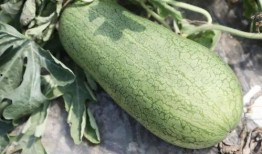 娱乐吃瓜酱玉,揭秘娱乐圈背后的故事与真相