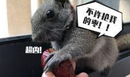 松鼠每日爆料视频大全集,揭秘视频大全集精彩瞬间